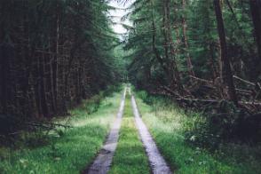 A forest path, by photographer Alex Holyoake